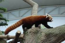 image of animal