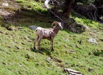 image of bighorn