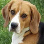 image of animal