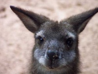 image of wallaby