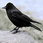 image of bird