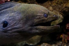 image of eel