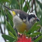 image of bananaquit #11