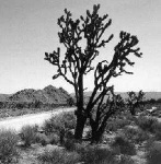 image of joshua_tree