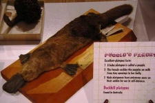 image of platypus