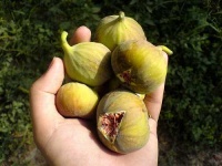 image of fig