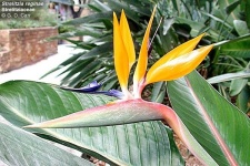 image of bird_of_paradise_flower #11