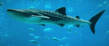 image of shark #7