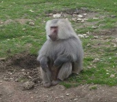 image of baboon