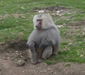 image of baboon #19