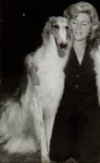image of borzoi