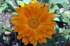 image of flower