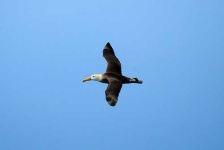 image of albatross
