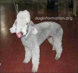 image of bedlington_terrier