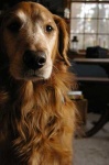 image of golden_retriever