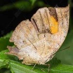 image of animal