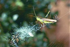 image of garden_spider