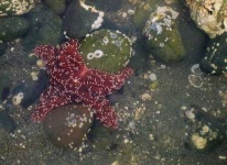 image of starfish