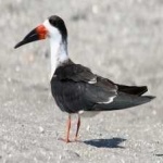 image of bird