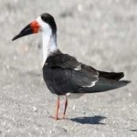 image of black_skimmer #3