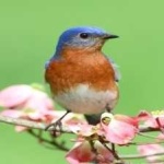image of bird