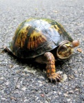 image of animal