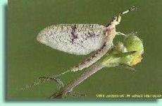 image of mayfly