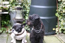image of lakeland_terrier