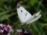 image of cabbage_butterfly