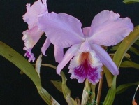 image of flower