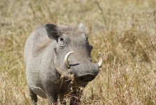 image of warthog