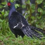 image of bird