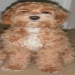image of animal