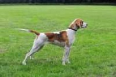 image of english_foxhound