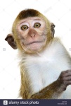 image of monkey #7