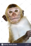 image of animal