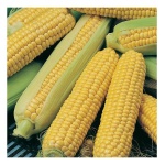 image of sweetcorn #0