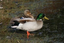 image of drake