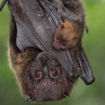 image of animal