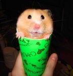 image of hamster