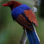image of bird