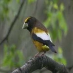 image of bird