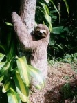 image of three_toed_sloth