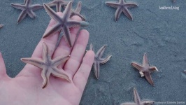 image of starfish #31