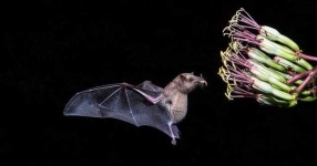 image of animal
