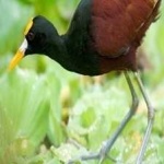 image of bird