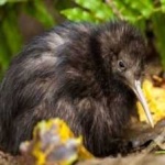 image of bird