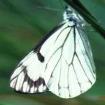 image of animal