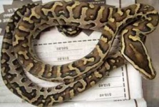 image of rock_python