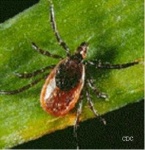 image of tick